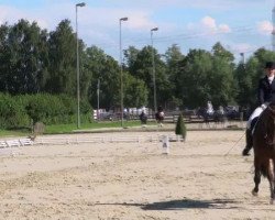 dressage horse Staufenberg 2 (Westphalian, 2005, from Sir Donnerhall I)