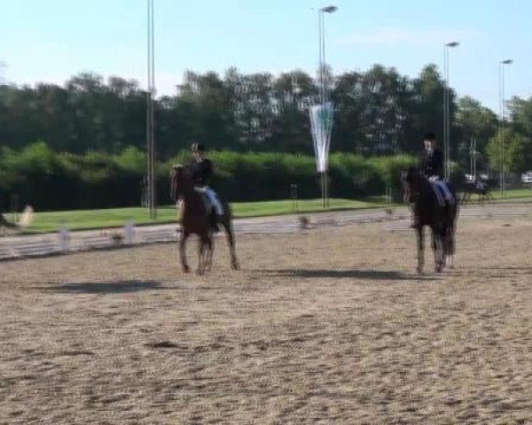dressage horse Denia Alicante (Westphalian, 2007, from Dream On)