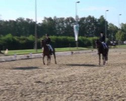 dressage horse Denia Alicante (Westphalian, 2007, from Dream On)