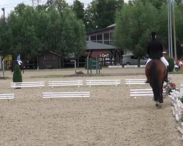 Dressurpferd Djanna Ivana (Oldenburger, 2003, von Dimension)