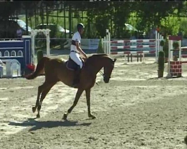 jumper Cognac 101 (Holsteiner, 2005, from Contact Me)