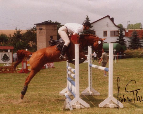 broodmare Alsura's Anhar Bint Aidee (Arabian purebred, 1993, from Zarif III ox)