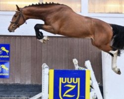 jumper Heart of Gold van't Heike (Zangersheide riding horse, 2019, from Heartbeat)
