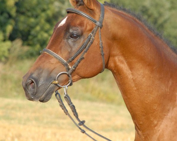stallion Zamarec ox (Arabian purebred, 1989, from Galib ben Afas ox,1273)