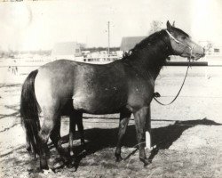 broodmare Zyana ox (Arabian purebred, 1973, from Abu Afas 1947 ox)