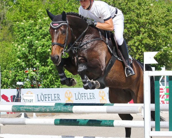 broodmare Sight so see (Hanoverian, 2011, from Stolzenberg)