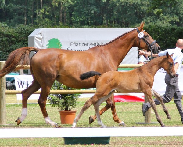 horse Riccione Girl (Westphalian, 2012, from Riccione)