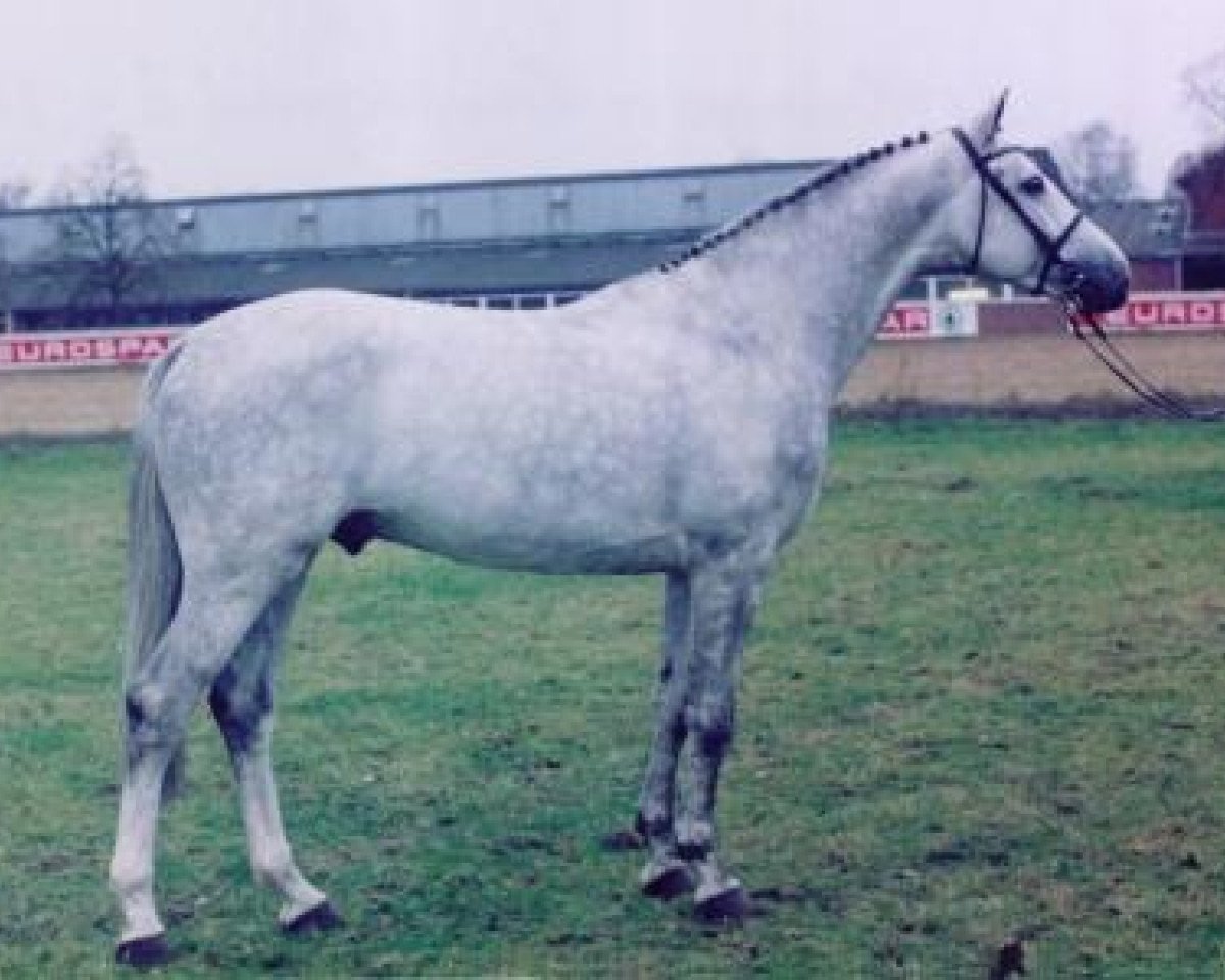 Deckhengst Cardino (Holsteiner, 1993, von Carthago)
