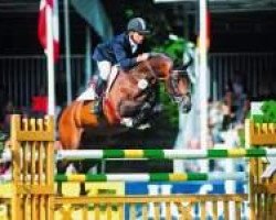 stallion Cesano II (Holsteiner, 1997, from Caretino)