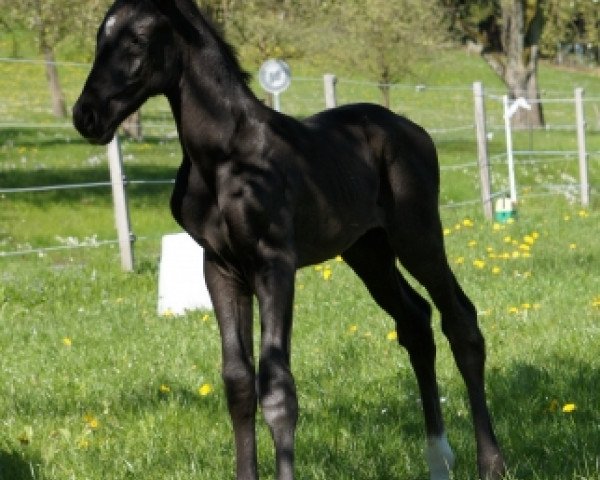 broodmare Bellissima BF (Oldenburg, 2012, from Bretton Woods) broodmare Bellissima BF (Oldenburg, 2012, from Bretton Woods)