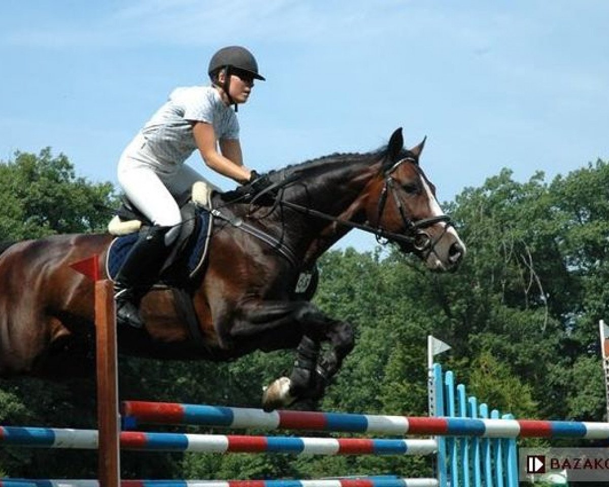 Springpferd Pink Floyd HL (Polnisches Warmblut, 1998, von Pythagoras Z)