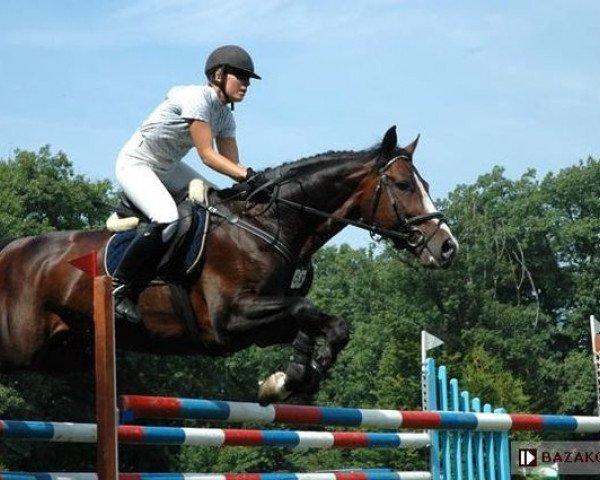 Springpferd Pink Floyd HL (Polnisches Warmblut, 1998, von Pythagoras Z)