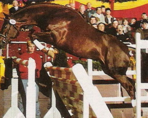 Stallion La Piko (Oldenburger, 1991, from Landfriese I)
