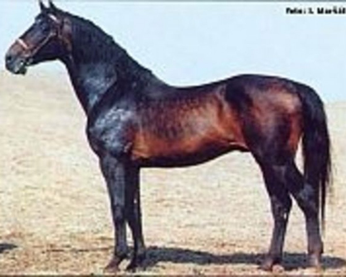 Deckhengst Lantaan (Holsteiner, 1982, von Lord)
