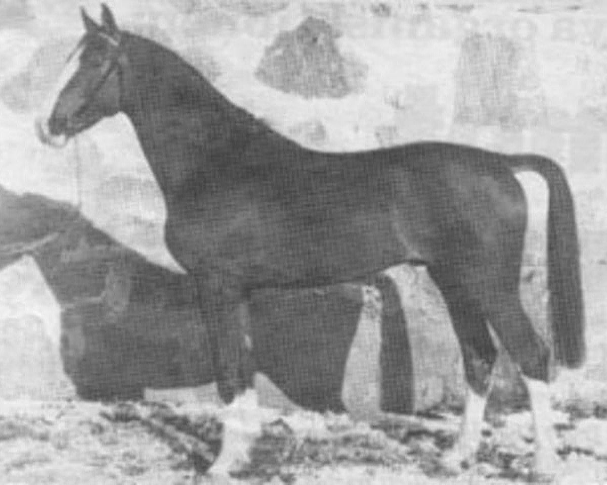 Deckhengst Aladin Z (Hannoveraner, 1982, von Alme)