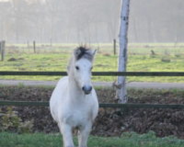stallion Stüv´s Caruso (Fjord Horse, 2016, from Catago)