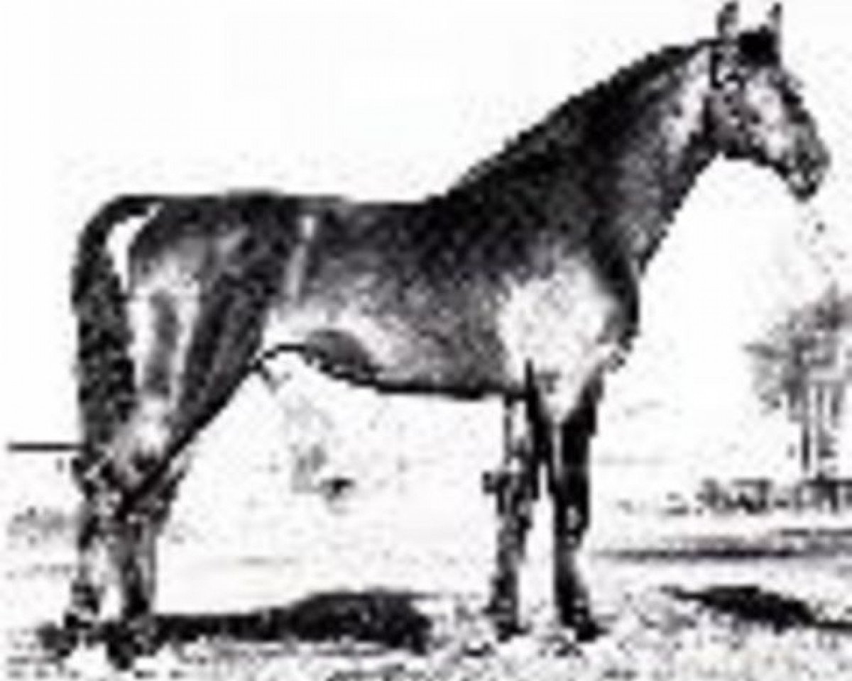 stallion Flacon (Holsteiner, 1965, from Farnese 3804)