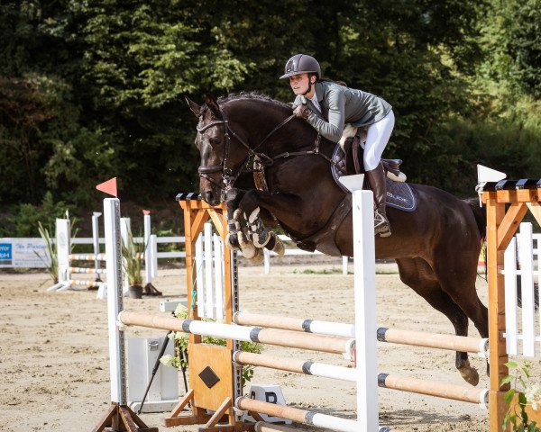 jumper Nessaja Ak (Hanoverian, 2018, from Numero Uno)