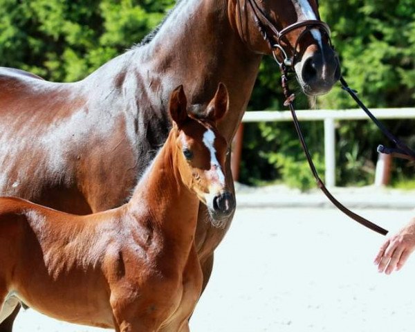 horse Brooklyn (Oldenburg, 2022, from Babylon Berlin)