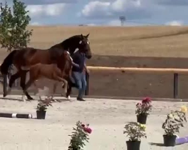 Video of Florian