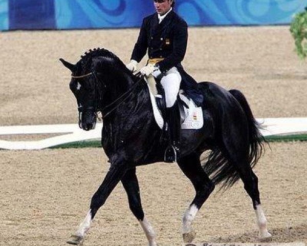Dressurpferd Prestige (KWPN (Niederländisches Warmblut), 1997, von Ferro)