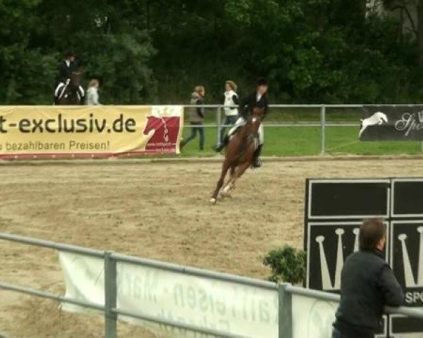 Zuchtstute Senora I (Holsteiner, 2002, von Aljano)