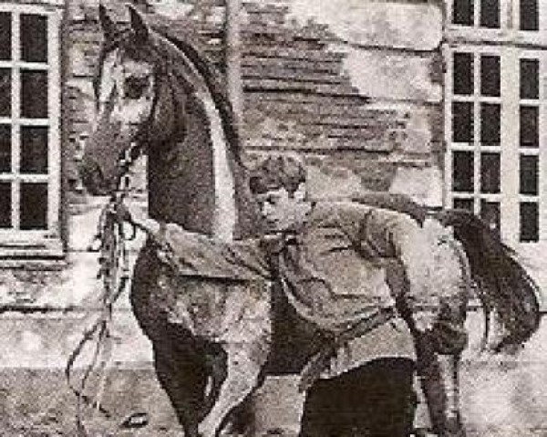 stallion Loretto (Trakehner, 1957, from Pindar xx)