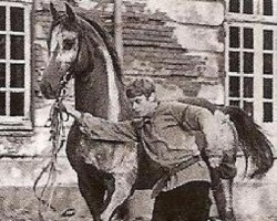 Deckhengst Loretto (Trakehner, 1957, von Pindar xx)