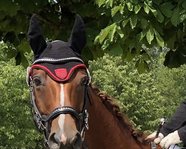 dressage horse Belissima 66 (Westphalian, 2008, from Biasini)