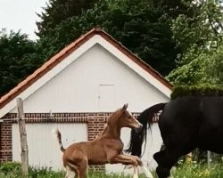 horse Stute von Armison / Pik Labionics (Westphalian, 2022, from Armison)