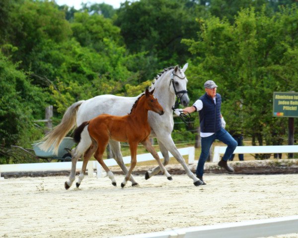 horse Diamyuva (Oldenburg show jumper, 2022, from Dia Corrado)