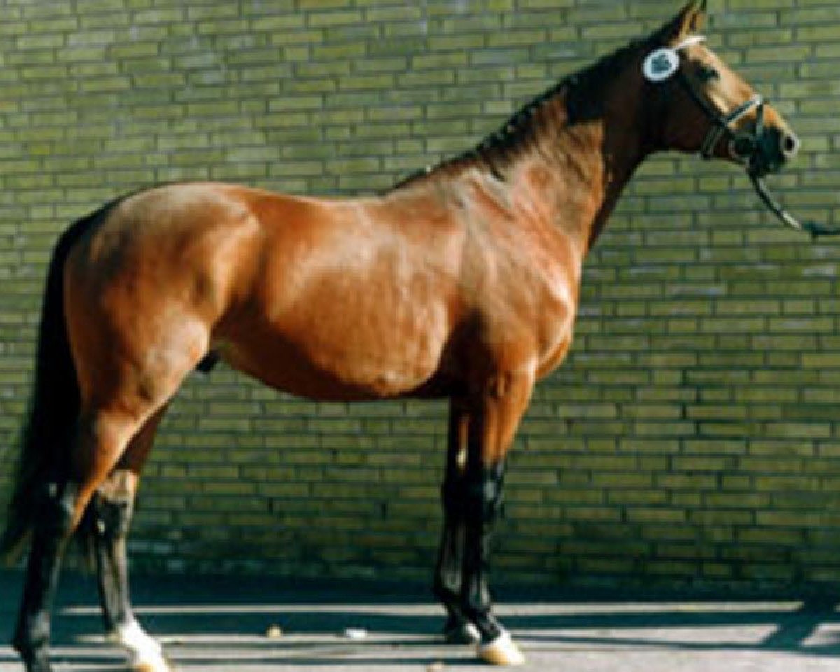 Deckhengst Lucito (Trakehner, 1989, von Illit)