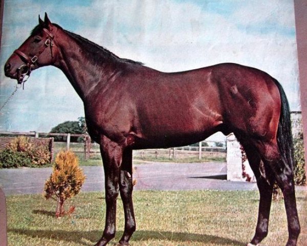 stallion Sir Ivor xx (Thoroughbred, 1965, from Sir Gaylord xx)