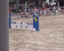 horse Dr. Quast (Hanoverian, 2000)