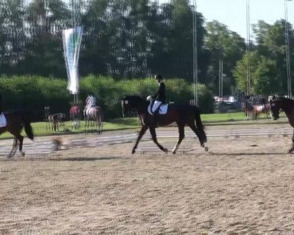 dressage horse Fidelia (Westphalian, 2002, from Florestan I)