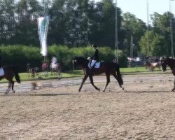 dressage horse Fidelia (Westphalian, 2002, from Florestan I)