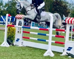broodmare Donauflair (Trakehner, 2014, from Fairmont Hill (ex Fliederglanz))