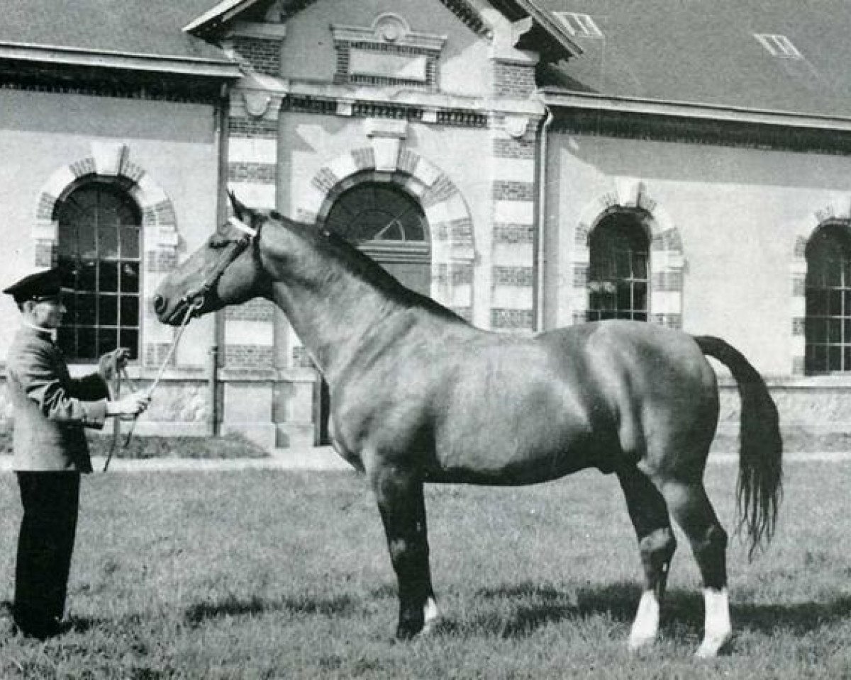 Deckhengst Ibrahim (Anglo-Normanne, 1952, von The Last Orange)