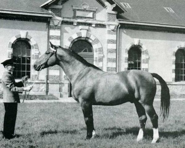 Deckhengst Ibrahim (Anglo-Normanne, 1952, von The Last Orange)