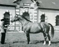 Deckhengst Ibrahim (Anglo-Normanne, 1952, von The Last Orange)
