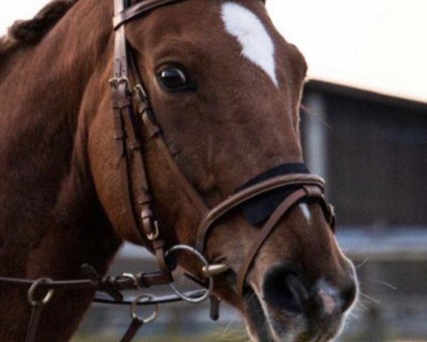 Zuchtstute Amazonia 5 (Polnisches Warmblut, 2010, von Ulco)