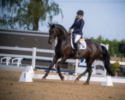dressage horse Jamaica As (Westphalian, 2011, from Jazz Royal)