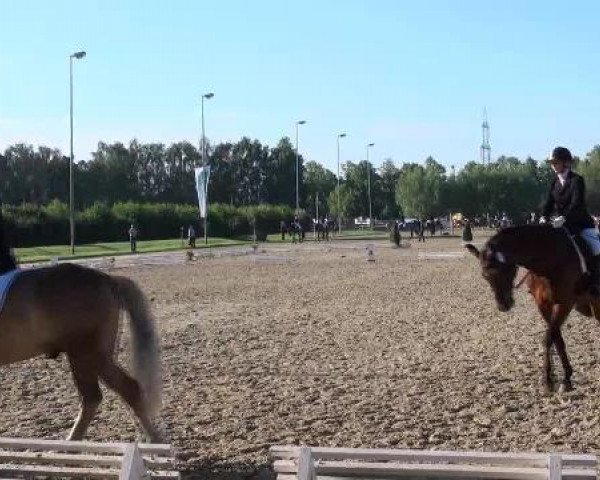 dressage horse Schokolata F (Westphalian, 2004, from Sir Bedo)