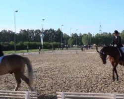 dressage horse Schokolata F (Westphalian, 2004, from Sir Bedo)