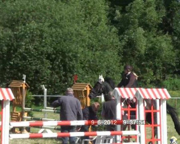 jumper Männlein 4 (Hanoverian, 1999, from Metternich)
