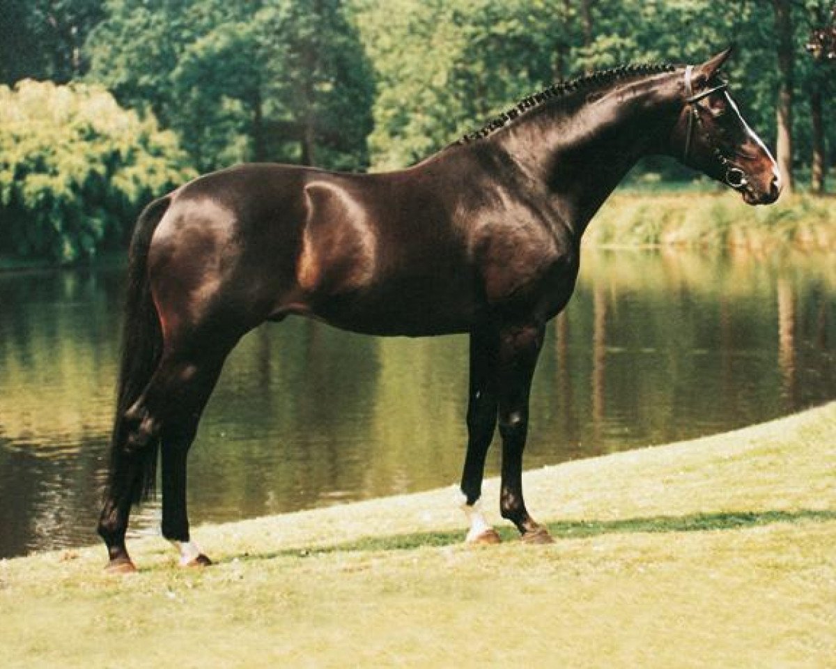 Deckhengst Michelangelo (Trakehner, 1985, von Pasteur xx)
