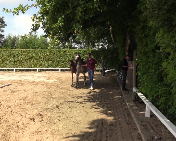 Holsteiner Fohlenschau in Osterschnatebüll 2022