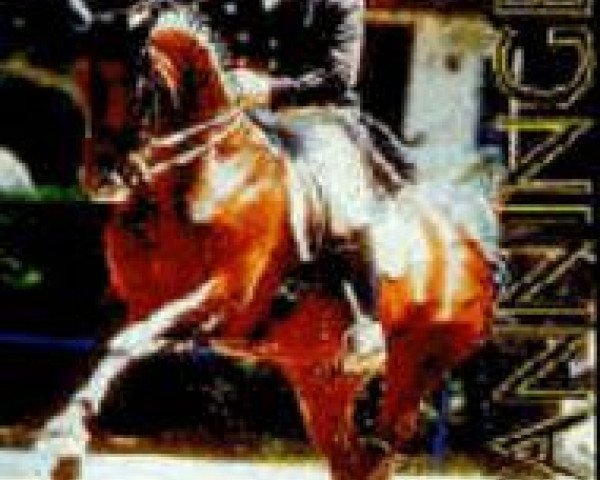 stallion Wanninger (Hanoverian, 1983, from Wenzel I) stallion Wanninger (Hanoverian, 1983, from Wenzel I)