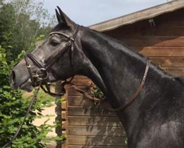 Springpferd Hickstead Prime (Westfale, 2017, von HICKSTEAD WHITE)