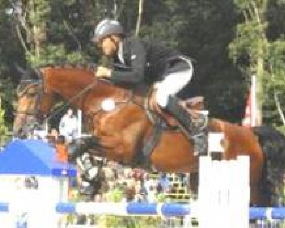 Deckhengst Canterbury (Deutsches Sportpferd, 2003, von Cardenio)